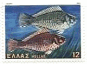 ペインテッド・コンバー (Painted Comber)　魚