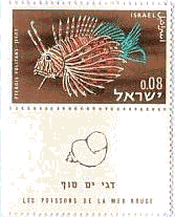 イスラエルの紅海の魚シリーズ　ミノカサゴ（Lionfish）