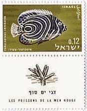 イスラエルの魚シリーズ　タテジマキンチャクダイの幼魚（Imperial angelfish）