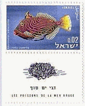 イスラエルの紅海の魚シリーズ　クマドリ（Undulate Triggerfish）