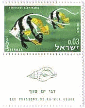 イスラエルの紅海の魚シリーズ　ハタタテダイ（pennant coralfish）