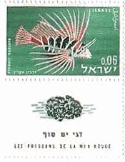 イスラエルの紅海の魚シリーズ　ミノカサゴ（radiate turkeyfish）