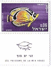 イスラエルの紅海の魚シリーズ　オレンジ・チョウチョウウオ（Orange Butterfly Fish）