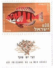 イスラエルの紅海の魚シリーズ　キンメダイの一種（Bigeye）