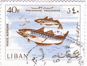 ポラック（pollac、レバノン）タラ科の食用魚（北大西洋産）