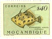 モザンビークの魚(1951年）　カワハギ（porky filefish）