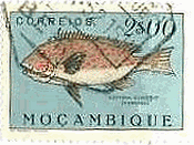モザンビークの魚(1951年）　orange-spotted gray-skin