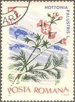 ホトニア Water Violet ( Hottonia palustris ) （ルーマニア、1966年）