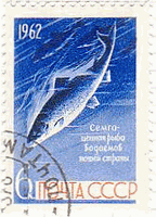 鮭（サケ、ソ連、1962年）