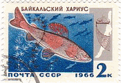 ロシア・バイカル湖の魚達（ソ連、1966年）　カワヒメマス(grayling、Thymallus arcticus) 