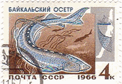 ロシア・バイカル湖の魚達（ソ連、1966年）　チョウザメ.(sturgeon)