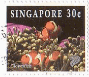 クマノミ（clownfish）　シンガポール