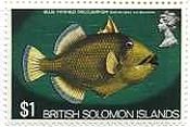 英領ソロモン諸島（1972-3年）　魚　青い鰭のゴマモンガラ（　Blue finned triggerfish）