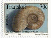 アンモナイト(Gaudryceras denseplicatum)　トランスカイ　貝の化石
