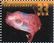 米国・深海の生物（２０００年）　ナマコ（海鼠、sea cucumber、sea slug）