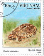 ベトナムの亀　ミスジハコガメ（三筋箱亀、Cuora trifasciata）