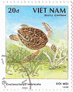 タイマイ（Eretmochelys imbricata）　ベトナムの亀
