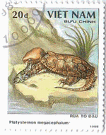 ベトナムの亀　オオアタマガメ（Platysternon megacephalum）