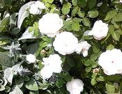 名張の自宅の近所の白い八重のバラ