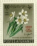 アフガニスタン　水仙　スイセン　花