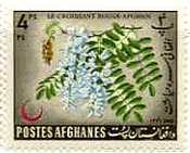 アフガニスタンの藤（1962年）　wistaria