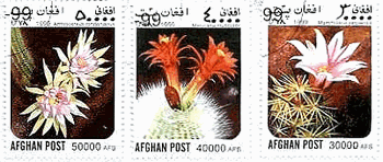 アフガニスタンのサボテンの花　Arthrocereus rondonianus