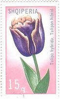 アルバニアのチューリップの花