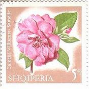 ツバキ科カメリア属（ツバキ属、camellia、アルバニア）