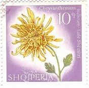 菊（ Chrysanthemum、アルバニア）