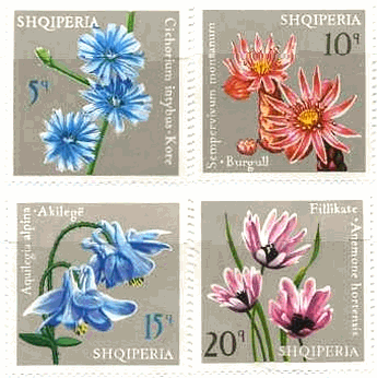 アルバニアの花（1975年）　キクニガナ, チコリ （ Cichorium intybus ）、バンダイソウ（万代草,houseleek）、オダマキ：キンポウゲ科（columbine）、アネモネ：アネモネ属の総称（anemone）