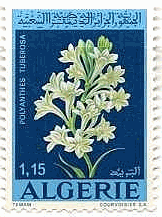 アルジェリアの花（1972年）　月下香, オランダスイセン(tuberose)