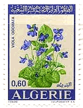 アルジェリアの花（1972年）　スミレ(violet)