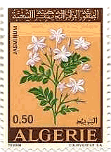 アルジェリアの花（1972年）　ジャスミン(jasmin)