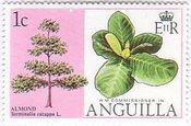 アーモンドの木（Anguilla）