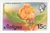 アンチグア(antigua）の花　コーディア（Cordia、geiger tree）　　西インド諸島
