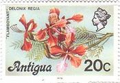 アンチグア(antigua）の花　炎の木（フランボイアント、Flamboyant ）　　西インド諸島