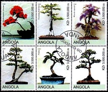 アフリカ・アンゴラの盆栽