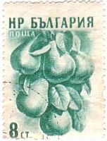 洋ナシ（ブルガリア、1956年）