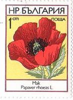 ケシの花（Poppy、ブルガリア）