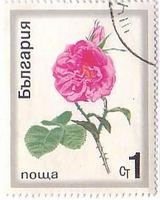 ブルガリアのバラの花