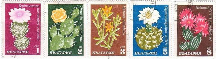 ブルガリアのサボテンの花　テフロカクタス（Tephrocactus alexanderi v）、オプンチア（Opuntia drummondii）、サボテン科（Hatiora　cilindrica）、ギムノカリキウム属（Gymnocalycium vatteri.）、リアントケレウス属（helianthocereus grandiflorus）
