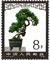 中国の盆栽　T61　ミヤマビャクシン
