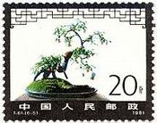 中国の盆栽　T61　