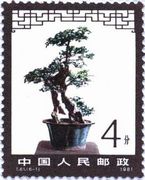 アキニレの盆栽（中国、1981年）