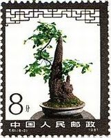 中国の盆栽　T61　銀杏（イチョウ）