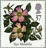 バラの花　「銀婚式」、「アルフレッド・キャリエール夫人」、「モエシ」、「ハーベスト・ファイアー」、「マタビリス」（イギリス、1991年）