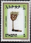 エチオペアの地域の花(1984年）　ヤマモガシ科の一種（Protea gaguedi）