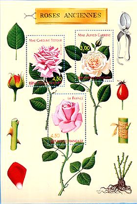 19世紀のバラ、　マダム・アルフレッド・カリエール、マダム・カロリン・テストウ、ラ・フランス　(フランス、1999年）