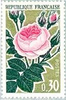 フランスのバラの花（1962年）　ローズ