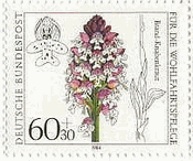 オルキス属の一種（Orchis ustulata、ドイツ、1984年）